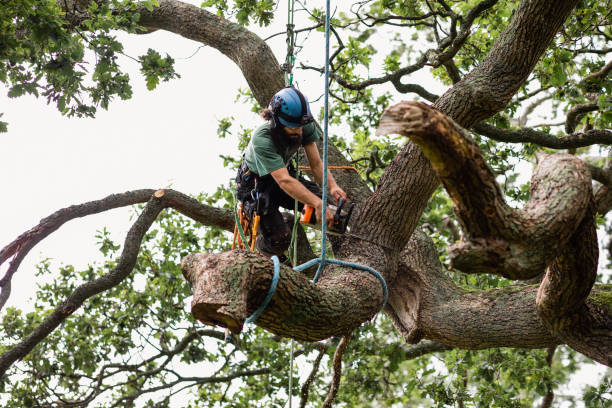 How Our Tree Care Process Works  in  Lake Norman Of Catawba, NC